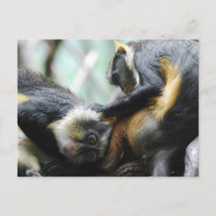 Guenon Monkeys Postcard Postkarte