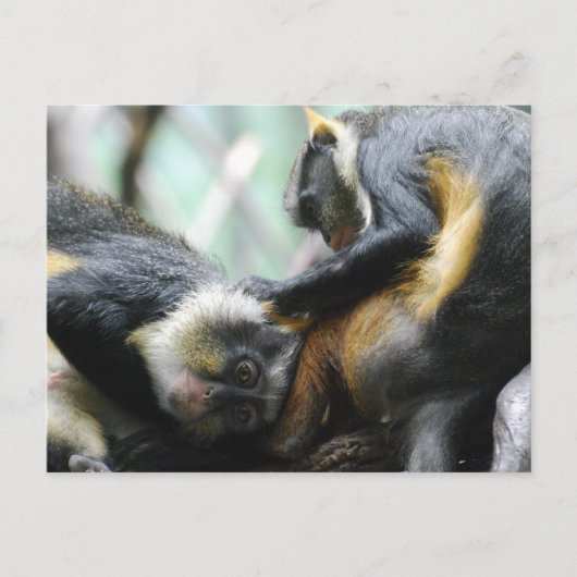 Guenon Monkeys Postcard Postkarte (Vorderseite)