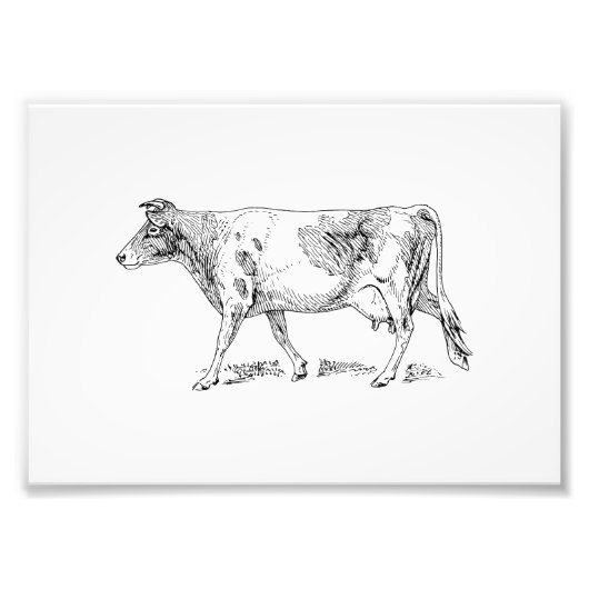 Guernsey Cow Fotodruck (Vorne)