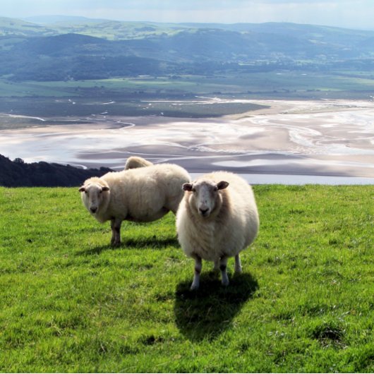 GUH BERGSCHAFT Case-Mate iPhone HÜLLE