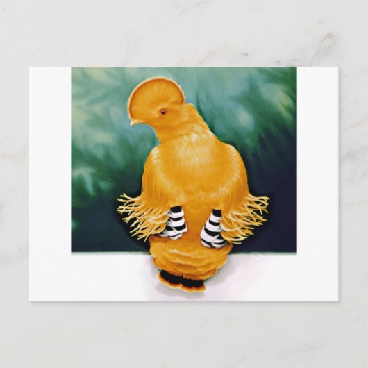 Guianan Cock-of-the-Rock Postkarte (Vorderseite)