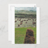 Guido und das Buffalo - Einladungspostkarte (Vorne/Hinten)