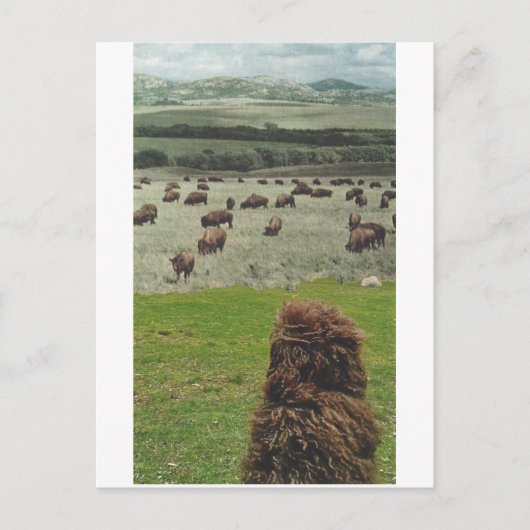 Guido und das Buffalo - Einladungspostkarte (Vorderseite)