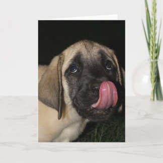 Guilty Mastiff Puppy Birthday Card Karte
