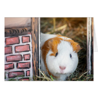 Guinea