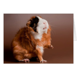 Guinea