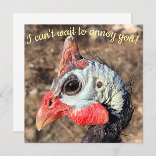 Guinea (Vorne/Hinten)