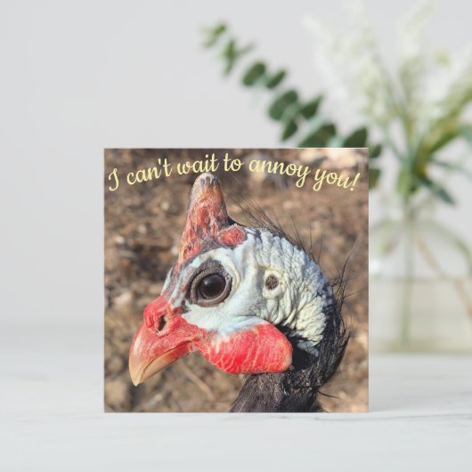 Guinea (Stehend Vorderseite)