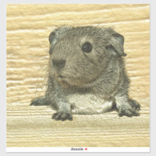 Guinea Aufkleber
