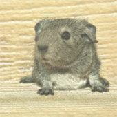 Guinea Aufkleber (Vorderseite)