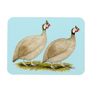 Guinea Buff Dundott Fowl Magnet