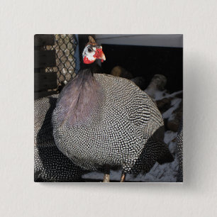 Guinea Button