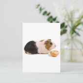 Guinea, die einen Apfel isst Postkarte (Stehend Vorderseite)