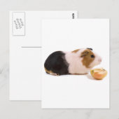 Guinea, die einen Apfel isst Postkarte (Vorne/Hinten)