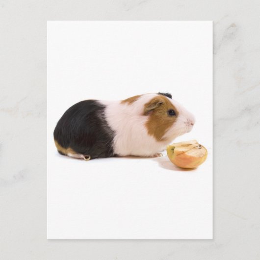 Guinea, die einen Apfel isst Postkarte (Vorderseite)