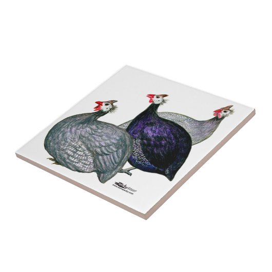 Guinea drei fliese (Seite)