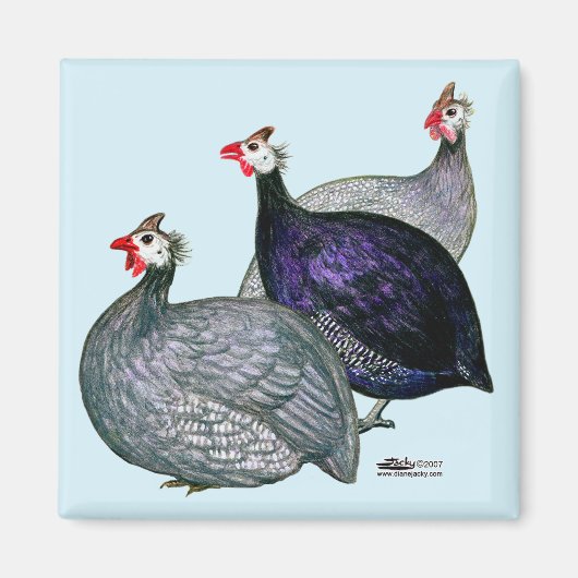 Guinea drei magnet (Vorne)