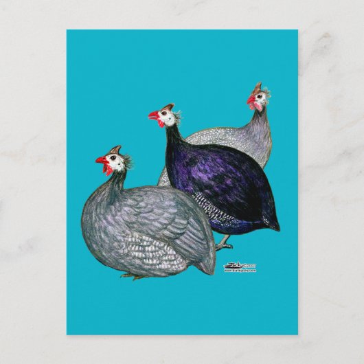 Guinea drei postkarte (Vorderseite)