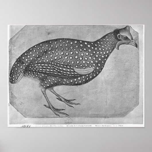 Guinea Fowl, aus dem Vallardi-Album Poster (Vorne)
