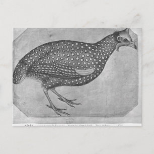Guinea Fowl, aus dem Vallardi-Album Postkarte