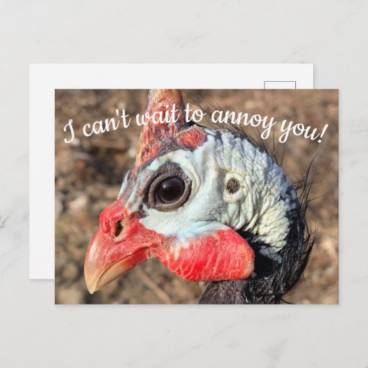 Guinea Fowl Post Card Postkarte (Vorne/Hinten)