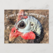 Guinea Fowl Post Card Postkarte (Vorderseite)