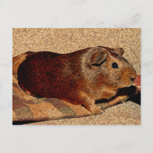 Guinea für die Korkplatte Postkarte