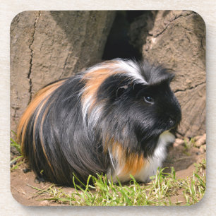 Guinea Getränkeuntersetzer