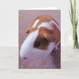 Guinea Grußkarte Karte