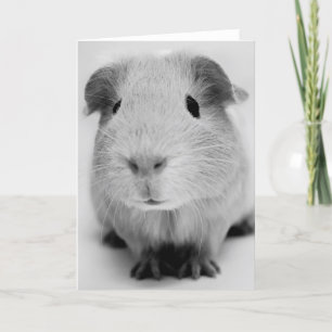 Guinea Grußkarte Karte