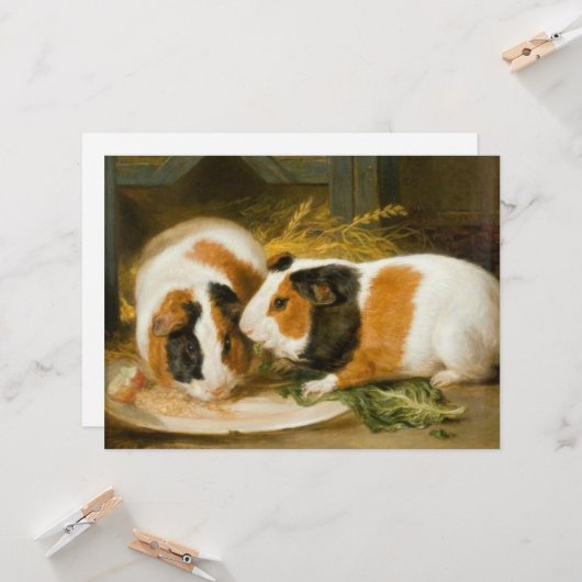 Guinea Haustiere Schweine Fütternd Karte (Vorderseite/Rückseite Beispiel)