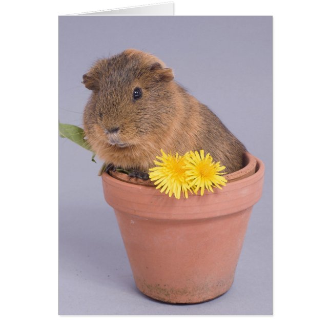 Guinea in einem Blumentopf (Vorne)