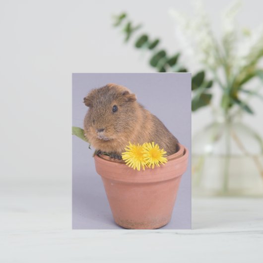 Guinea in einem Blumentopf Postkarte (Stehend Vorderseite)
