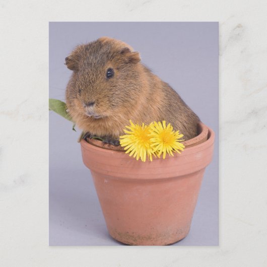 Guinea in einem Blumentopf Postkarte (Vorderseite)