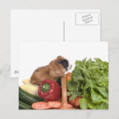 Guinea in einem Gemüsekorb Postkarte (Vorne/Hinten)