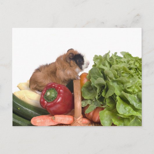 Guinea in einem Gemüsekorb Postkarte (Vorderseite)