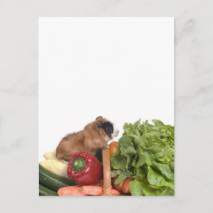 Guinea in einem Gemüsekorb Postkarte
