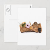 Guinea in einem Korb Postkarte (Vorne/Hinten)