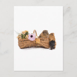 Guinea in einem Korb Postkarte
