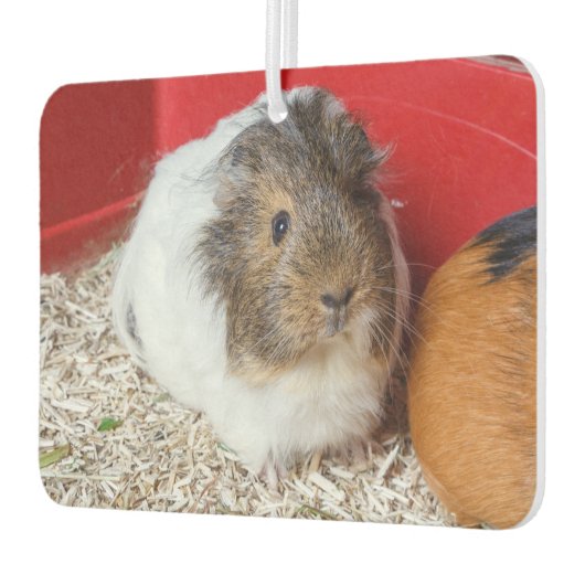 Guinea in Käfigen Autolufterfrischer (Links)