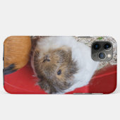 Guinea in Käfigen Case-Mate iPhone Hülle (Rückseite (Horizontal))