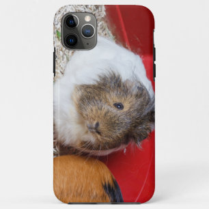 Guinea in Käfigen Case-Mate iPhone Hülle