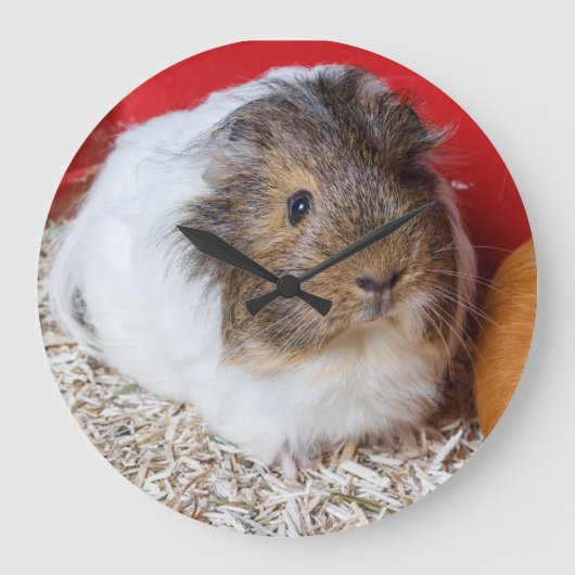 Guinea in Käfigen Große Wanduhr (Vorderseite)