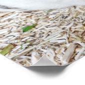 Guinea in Käfigen Poster (Ecke)