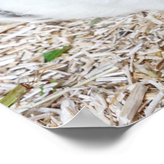 Guinea in Käfigen Poster (Ecke)