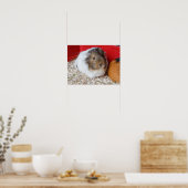 Guinea in Käfigen Poster (Küche)