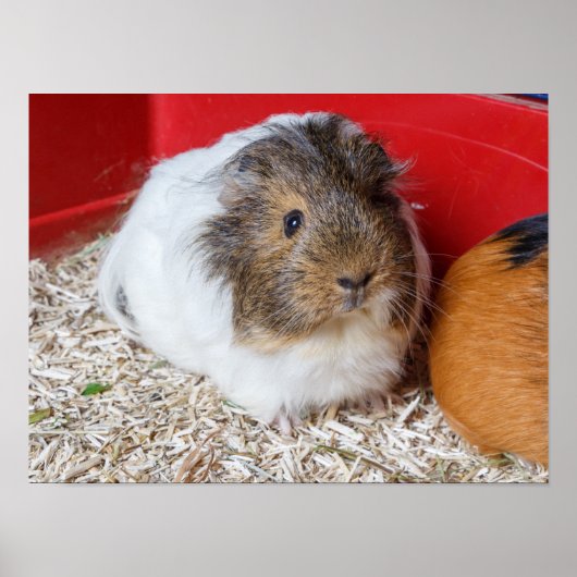 Guinea in Käfigen Poster (Vorne)