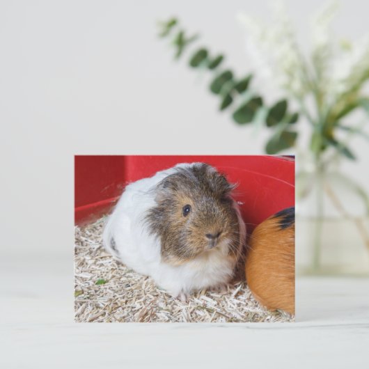 Guinea in Käfigen Postkarte (Stehend Vorderseite)