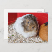 Guinea in Käfigen Postkarte (Vorne/Hinten)