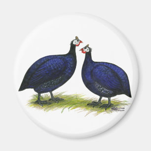 Guinea-königliche lila Paare Magnet